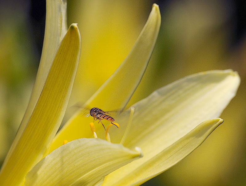 120709 Tiere Blume Makro D31_5530 Kopie.jpg